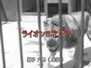 被蒙眼骗到狮子旁边吓惨了